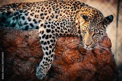 Portrait Eine Leoparden Bei Sonnenuntergang In Einem Gro En Freigehege