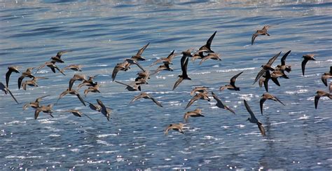 Western Sandpiper Ebirdr