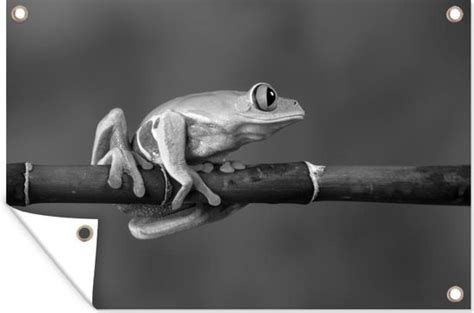 Posters De Jardin Grenouille Aux Yeux Rouges Sur Bambou Noir Et Blanc