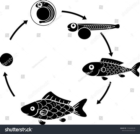 Life Cycle Fish Sequence Stages Development Stock Vector (Royalty Free ...