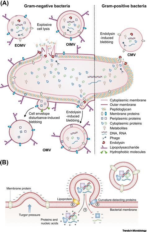 Bacterial Extracellular Vesicles An Emerging Avenue To Tackle Diseases