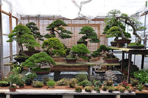 A Special Bonsai Garden Artofit