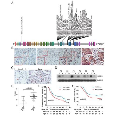 Med12 Mutation And Expression In Human Nsclc Tissues A Next Generation