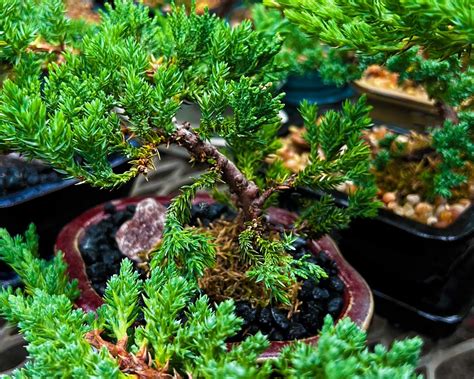 The Exotic Bonsai Juniper Trees: 5 Powerful Tips to Care for them ...