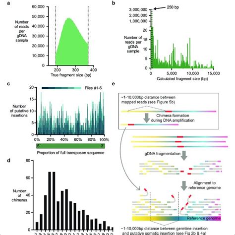 Evidence for chimera formation during DNA amplification. (a) The DNA ...