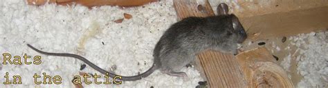 Rats in the Attic - How to Get Rid