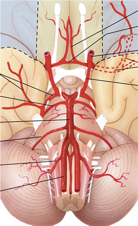 Posterior View Of Circle Of Willis Diagram Quizlet