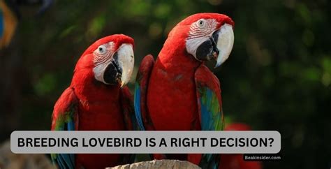 Breeding Lovebirds - Interesting Facts!