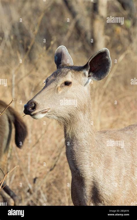 Aboiements De Cerf Inde Banque De Photographies Et Dimages Haute