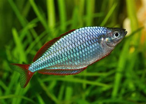 Neon Rainbowfish M Praecox Coburg Aquarium