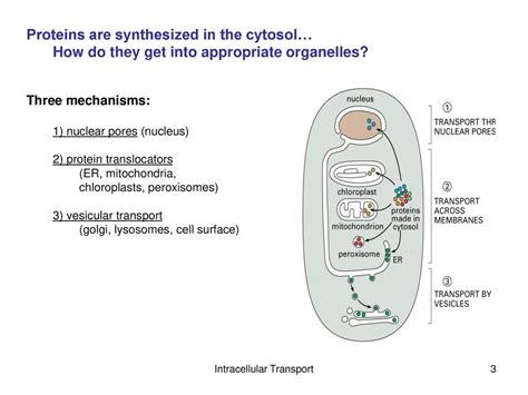 Intracellular Transport Ppt Download