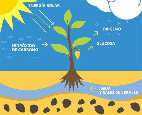 Significado De Fotosíntesis Definición Importancia Y Resumen Del