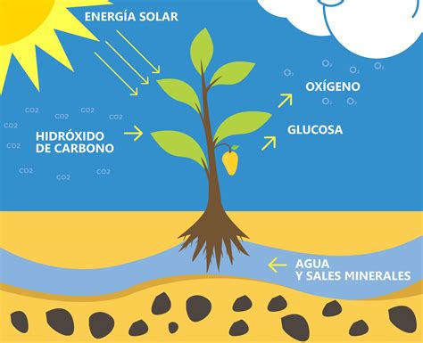 Cuáles son las Características de la Fotosíntesis
