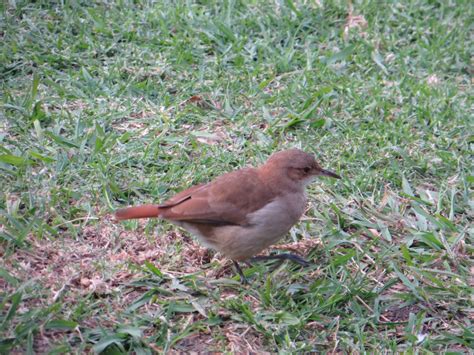 Rufous Hornero | Marnix's Bird Gallery