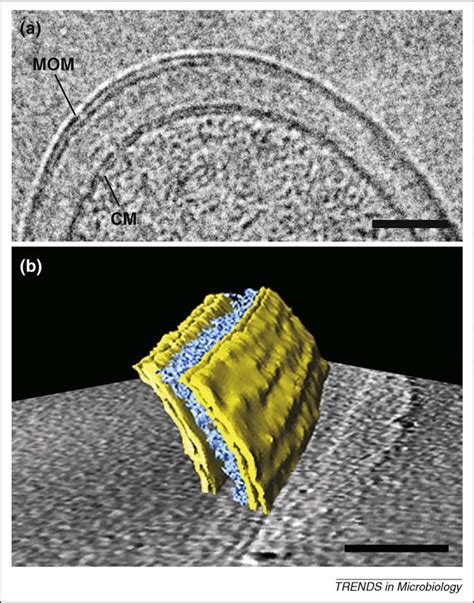 Cryo Electron Microscopy Of The Mycobacterial Cell Envelope The