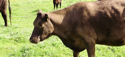 Sheep Grass Tetany