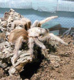 Arizona Desert Blonde Tarantula Care SnakeTracks