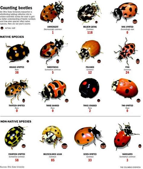 Beetles Lady Beetle Beetle Insect Beautiful Bugs