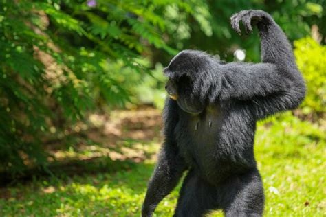 Premium Photo Monkey Looking Away Outdoors