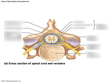 Spinal Cord Cross Section Cervical