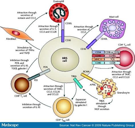 The Biology Of Hodgkin S Lymphoma