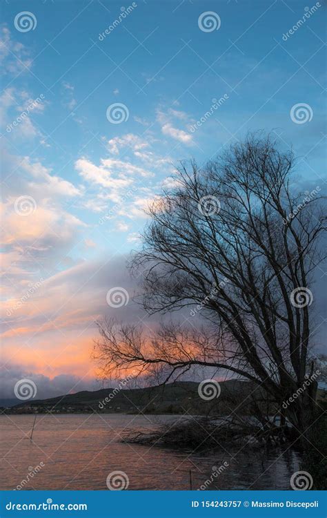 Bare Naked Trees Silhouettes At Sunset On Trasimeno Lake Shore Umbria