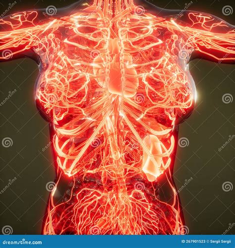 Blood Vessels Of Human Body Stock Image Image Of Capillary