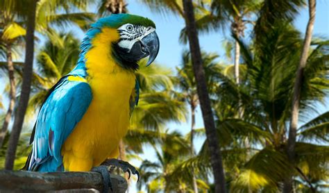 Blue-and-yellow macaw facts, distribution & population | BioDB