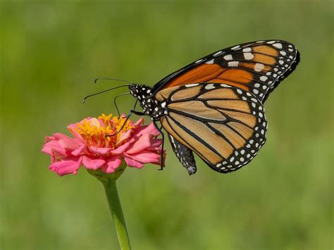 Monarch Butterfly Macro Close Up Critiques Nature Photographers Network