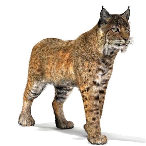 Bobcat 3d Models Bobcat Animated Animals Animation