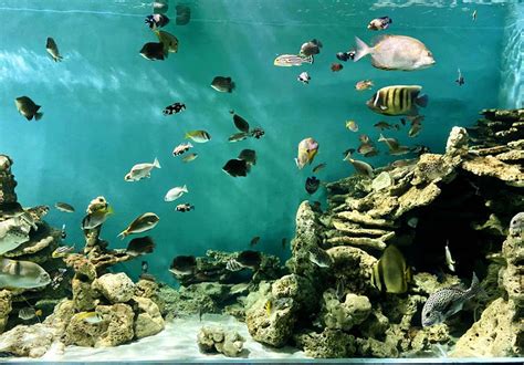 T A Check In Ch A Bao Gi H T Hot T I Ph Bi N Nha Trang Travelnews Th Gi I Combo