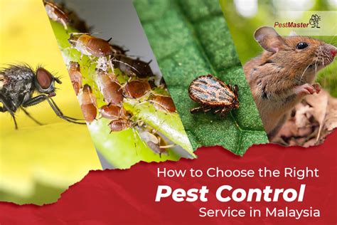 Your Local Rat Control Expert Pestmaster Pest Control Malaysia