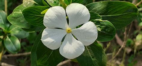 White Catharanthus Roseus Flower On Green Leaves Background Stock Photo