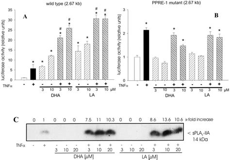 Effect Of Docosahexaenoic Acid And Linoleic Acid On Tnf Stimulated Spla