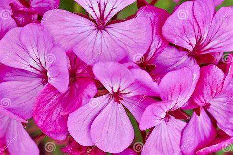 Dark Pink Geraniums Stock Photo Image Of Floral Garden 33012756