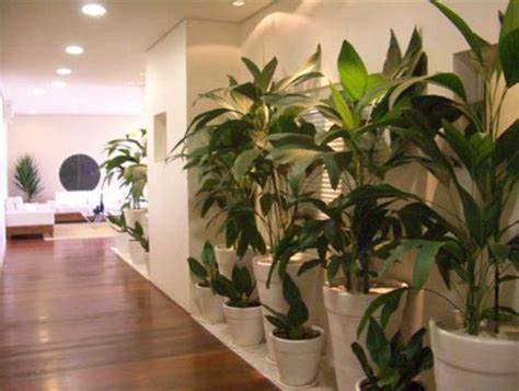 Plantas Grandes E Altas Para Jardim Decorando Casas