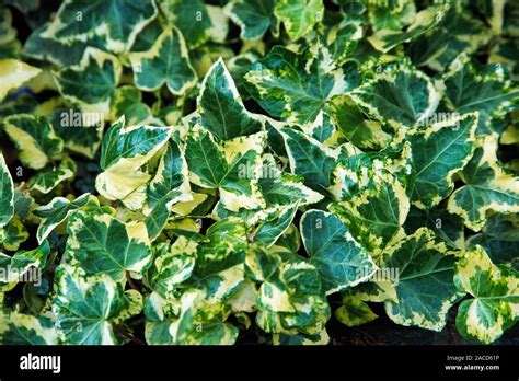 English Ivy Hedera Helix Golden Child Stock Photo Alamy