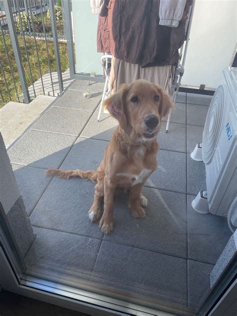 Oddam W Dobre R Ce Psa Rasy Golden Retriever Warszawa Praga Po Udnie