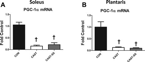 Peroxisome Proliferator Activated Receptor Coactivator Pgc Mrna