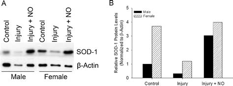 Figure 1 From Sex Based Differential Regulation Of Oxidative Stress In