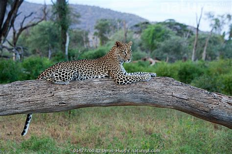 Stock Photo Of Leopard Panthera Pardus Female Resting On Fallen Tree