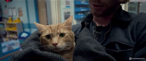 Уличный кот по кличке Боб / A street cat named Bob (2016, фильм ...