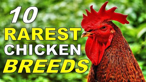 Rare Chicken Breeds Chart