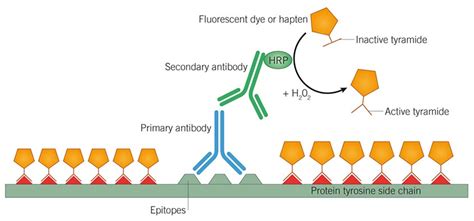 Tyramide Signal Amplification Tsa Fluorescence Imaging Tocris