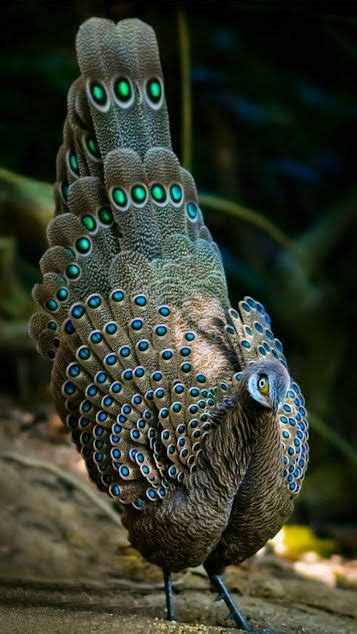 The Grey Peacock Pheasant Polyplectron Bicalcaratum Also Known As