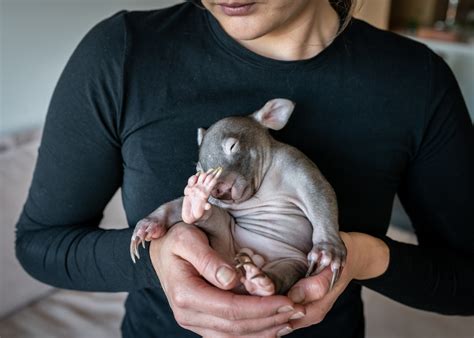 Photos Raising Orphaned Baby Wombats During Covid 19