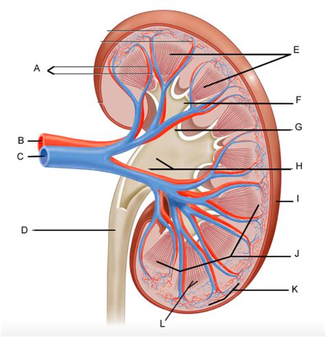 Renal System Diagram Quizlet