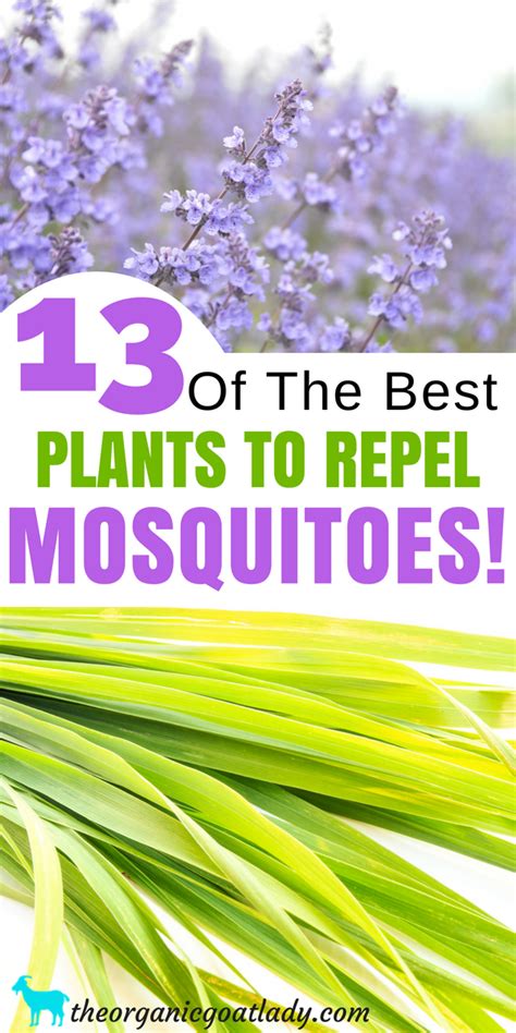 13 Plants That Repel Mosquitoes The Organic Goat Lady