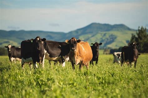 Nueva Zelanda Busca Herb Voros Respetuosos Con El Clima Crv