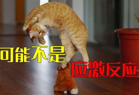 猫突然原地跳起炸毛，满屋子狂奔后疑神疑鬼地害怕警惕是什么原因 知乎